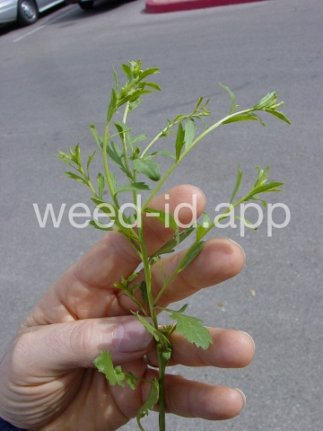pepperweed, sand